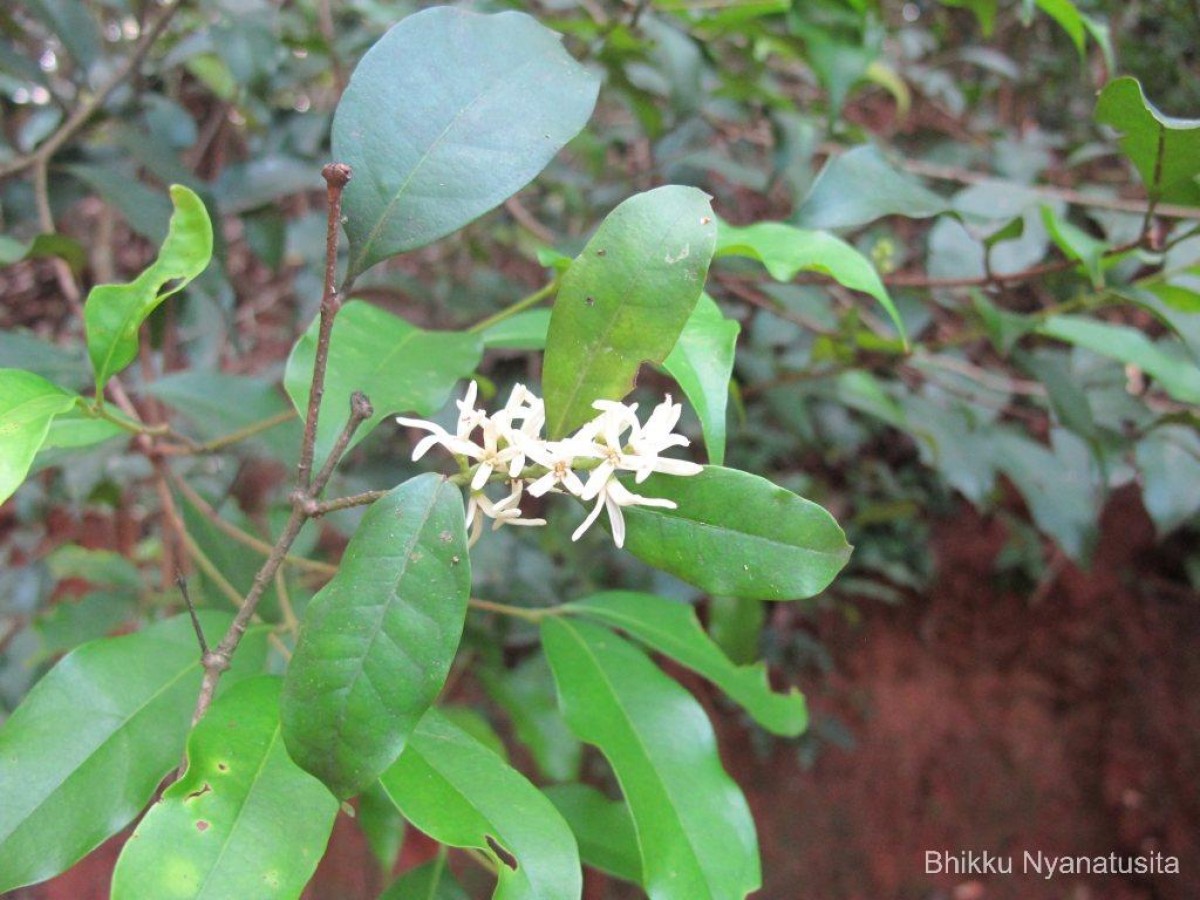 Chionanthus albidiflorus Thwaites